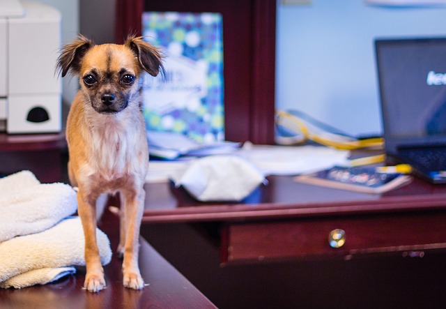 hond op kantoor voordelen
