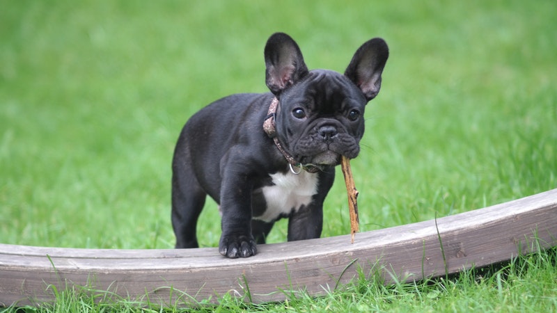Franse bulldog pup