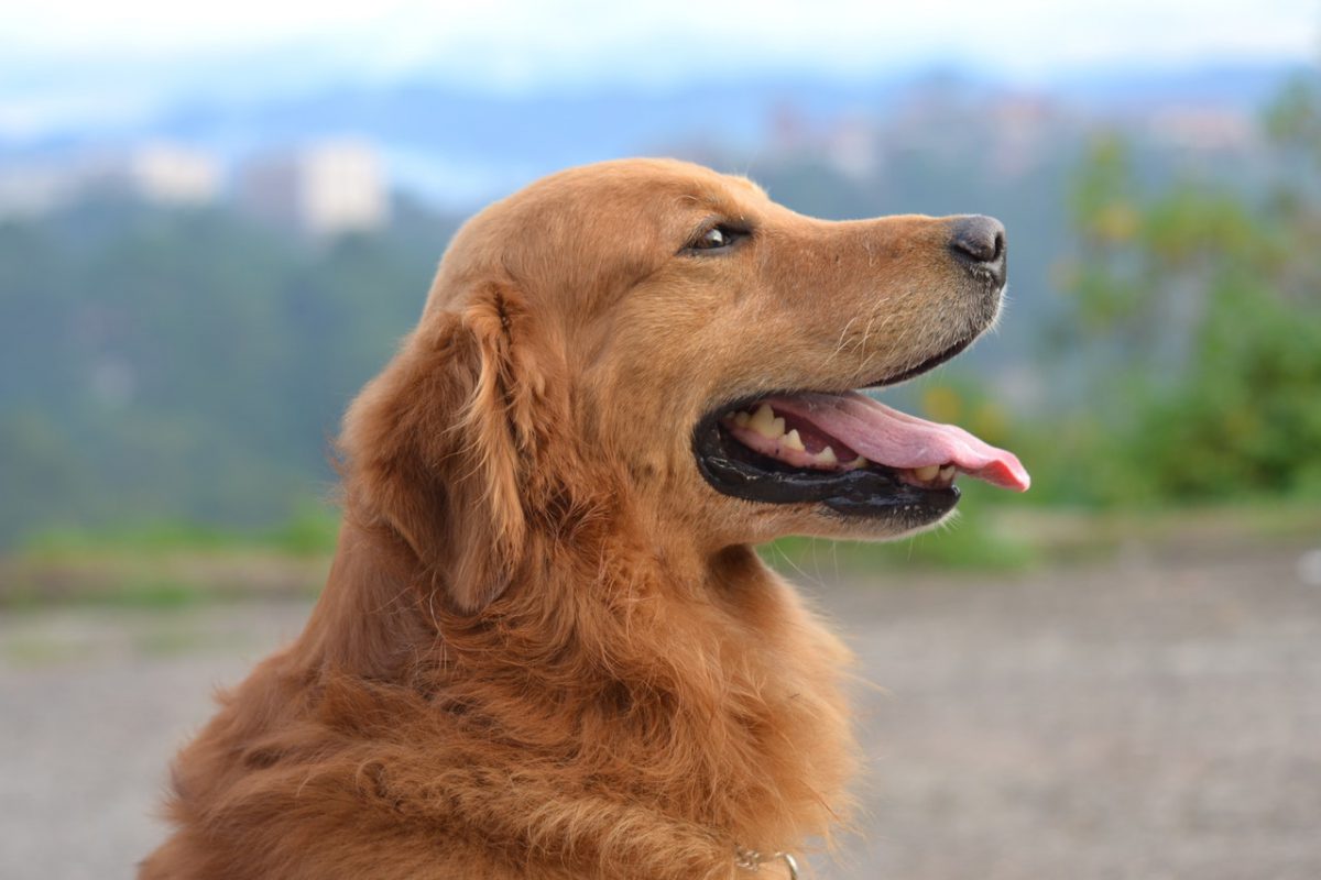 Je Golden Retriever Trimmen Waarom en hoe? Je Golden Retriever Trimmen Waarom en hoe?