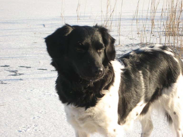 Friese Stabij Hond Karakter, Beweging, Opvoeding etc. Friese Stabij Hond Karakter, Beweging, Opvoeding etc.