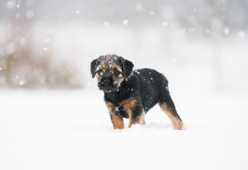 hondje in de sneeuw