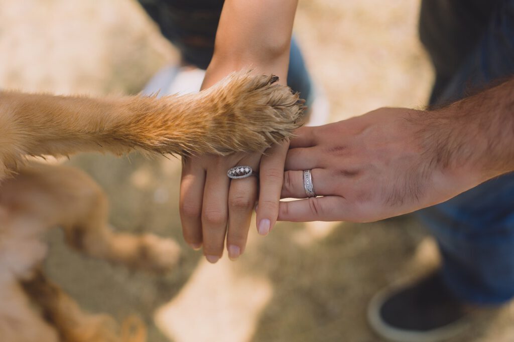 Waarom legt mijn hond een poot op mijn arm?